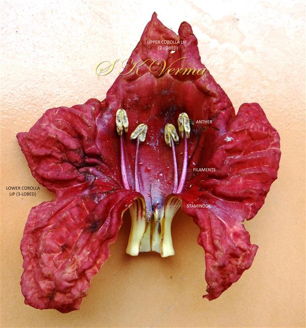  Corolla tube (opened) - see stamens